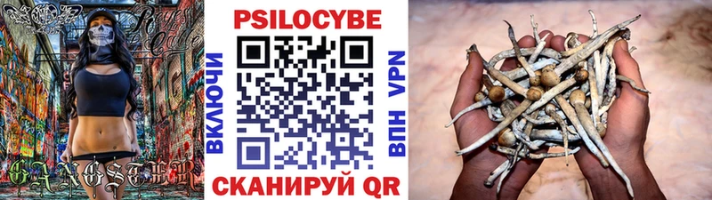 как найти закладки  Сенгилей  Псилоцибиновые грибы Psilocybe 